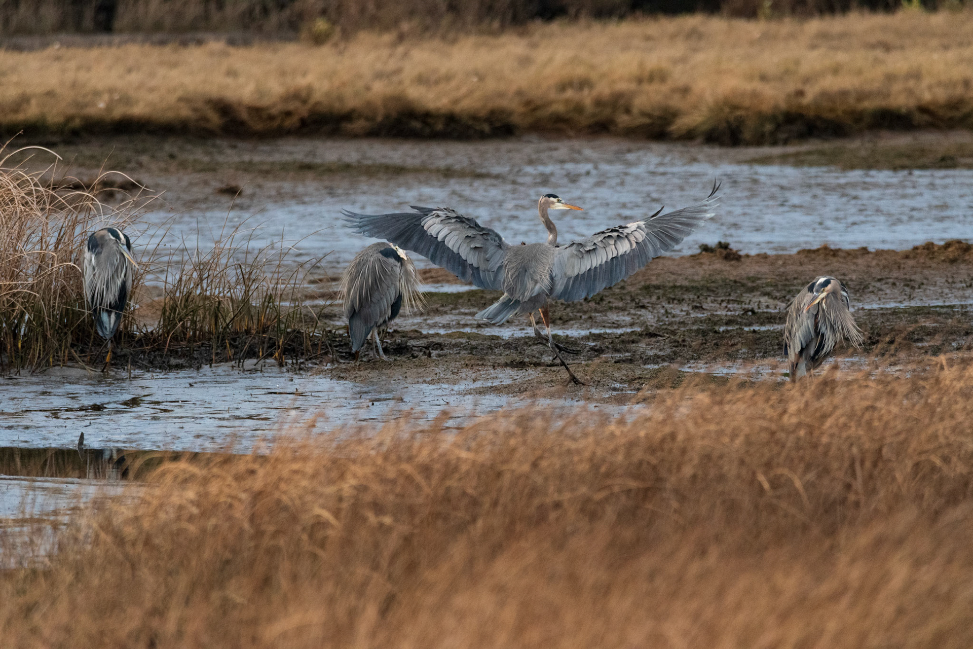 A Heron lands softly and repositions at the Edmonds Marsh, Edmonds, WA