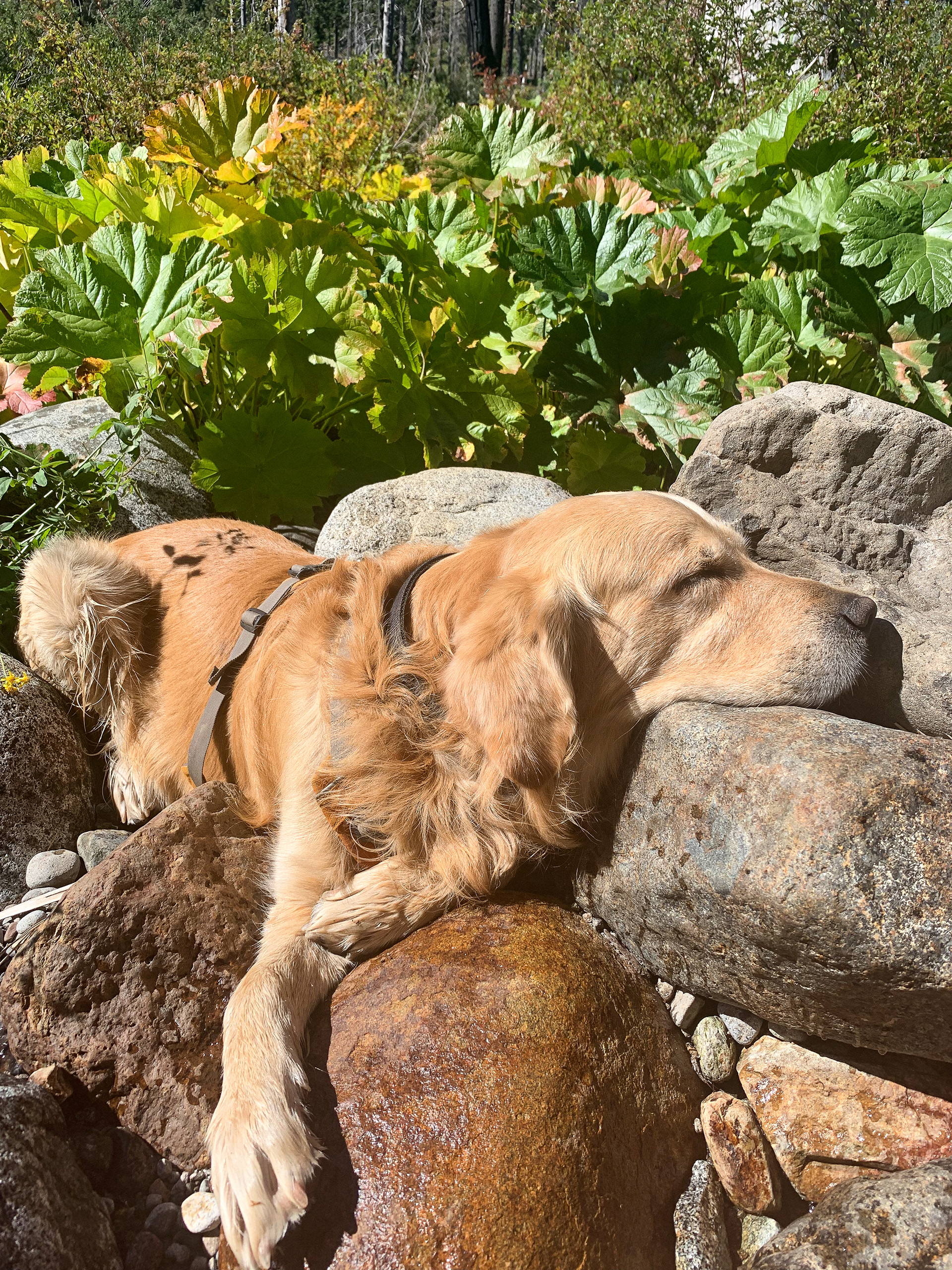 Panza Sun Bathing