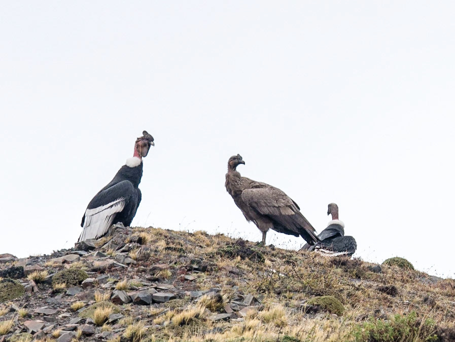 Andean Condors
