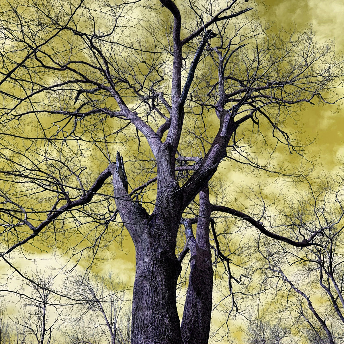 Liminal Tree 4, white gloss print on metal tile, 8 x 8 in, 2020.