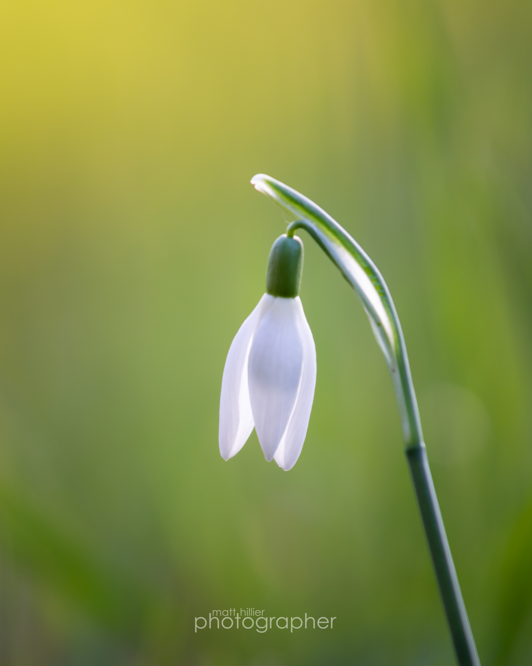 Snowdrop, Natural Light II