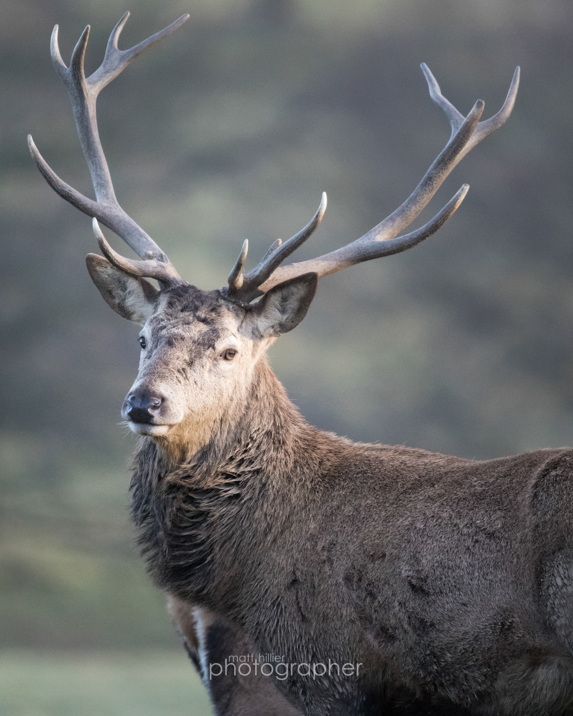 Red Deer Stag