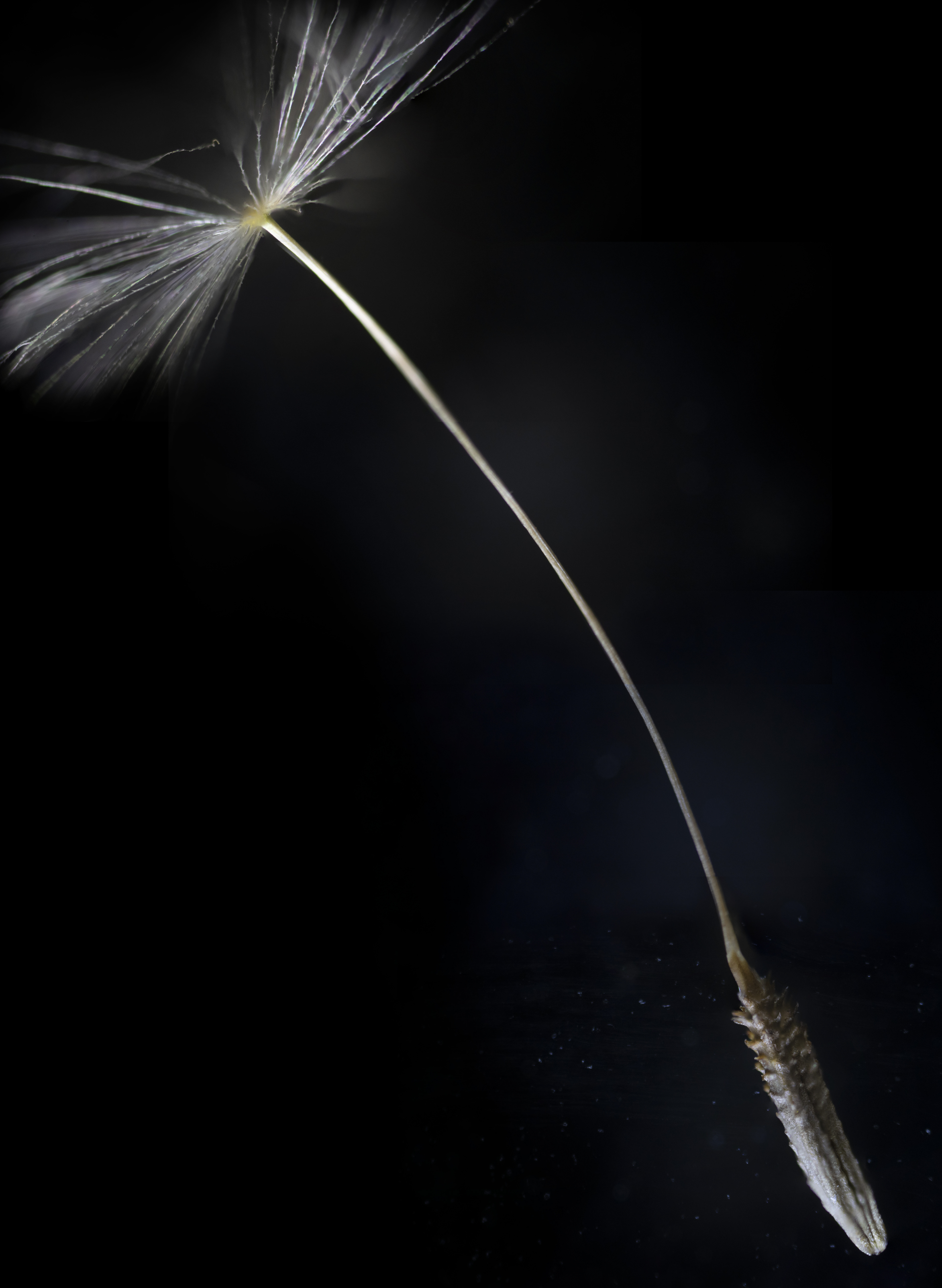dandelion wisp