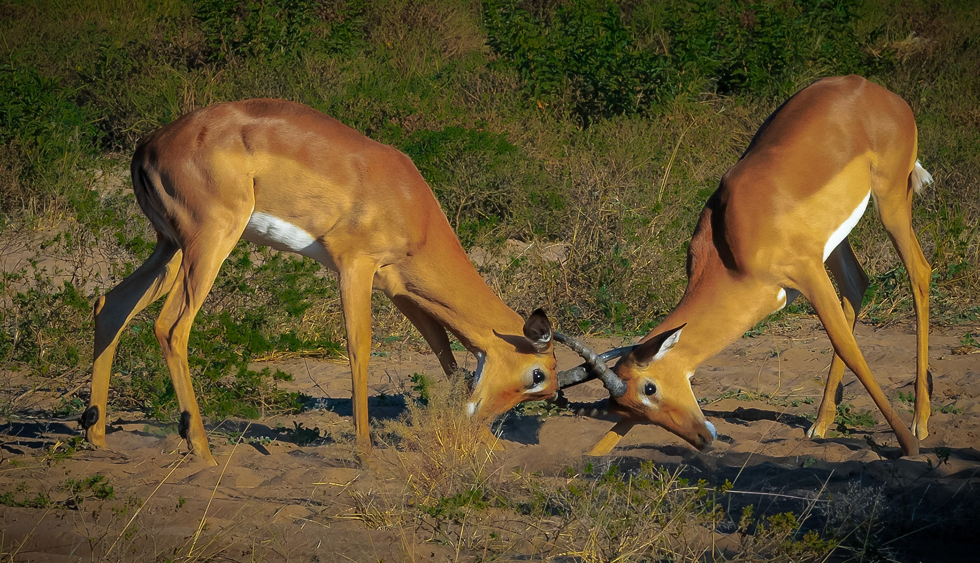 Young Impala's Playing
