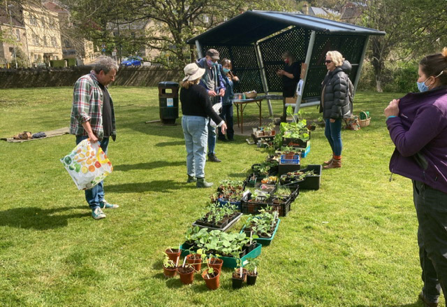First Seedling Swap of the Year: Grow Batheaston is keen to make gardening and growing food as inclusive and accessible as possible. Our seed swaps and seedling swaps ensure no-one misses out on acquiring plants as they can be swapped, or ‘bought’ with a small donation. This was our first tentative seedling swap of the year; we had no idea what would happen and who would come. It turned into a lovely gentle affair, with folk wandering up to see what was going on and others on a mission with their boxes of plants. It was a time to chat, and make new friends after so many months of isolation.