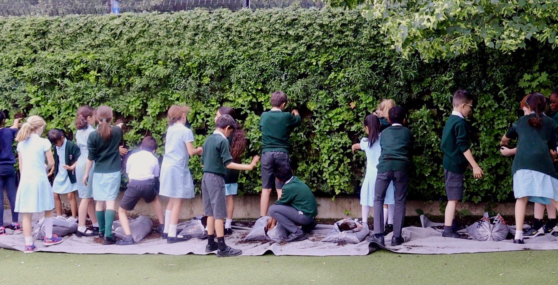 Green Wall in school fighting pollution: In 2019 successful fundraising campaign at St.Mary's School in Chiswick, London, raised about £100k to build a green wall around its playground. Air purifiers were also bought and a vegetable garden was built. Within the first 6 months the air quality around the school improved by 36%.