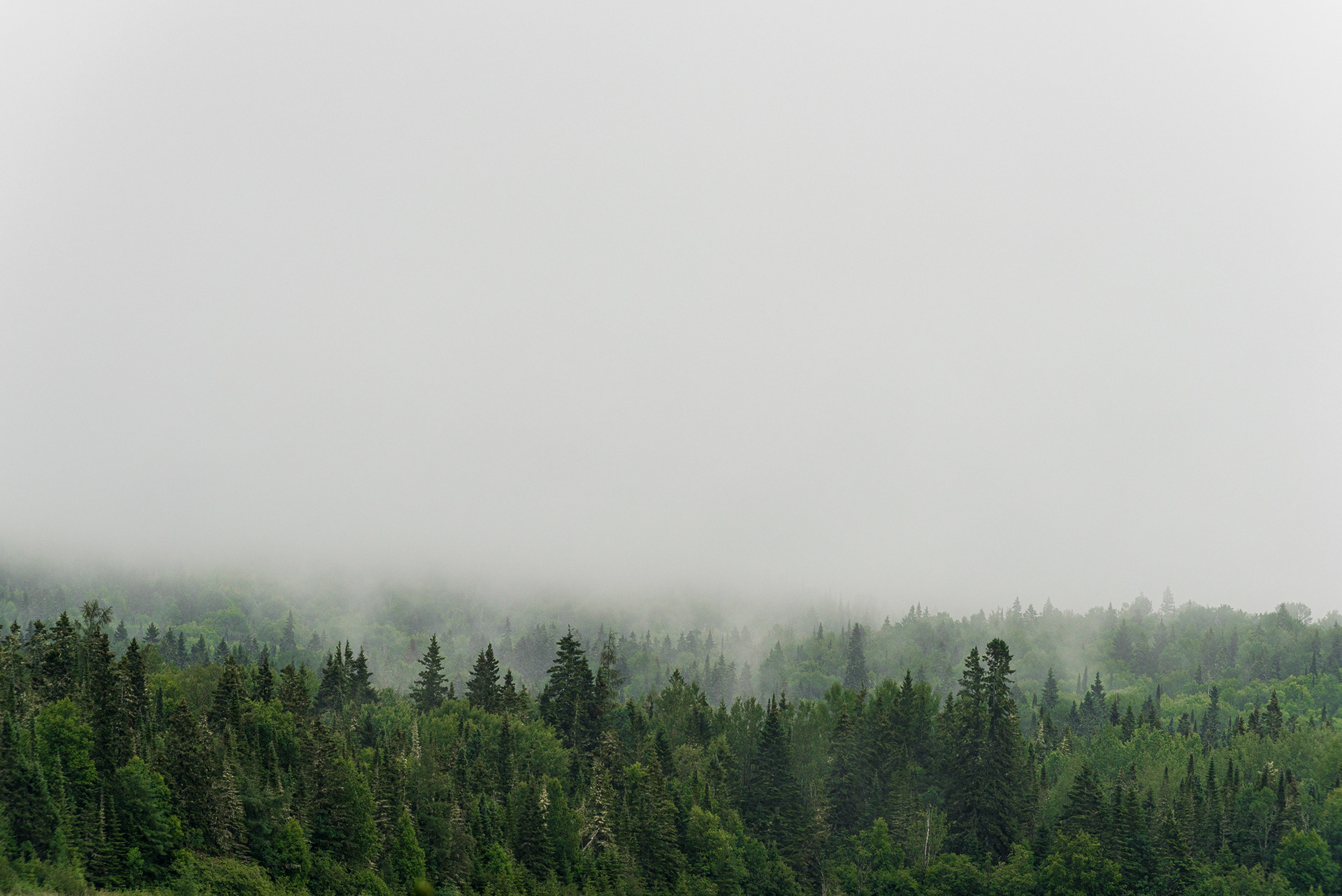Living, breathing forest.