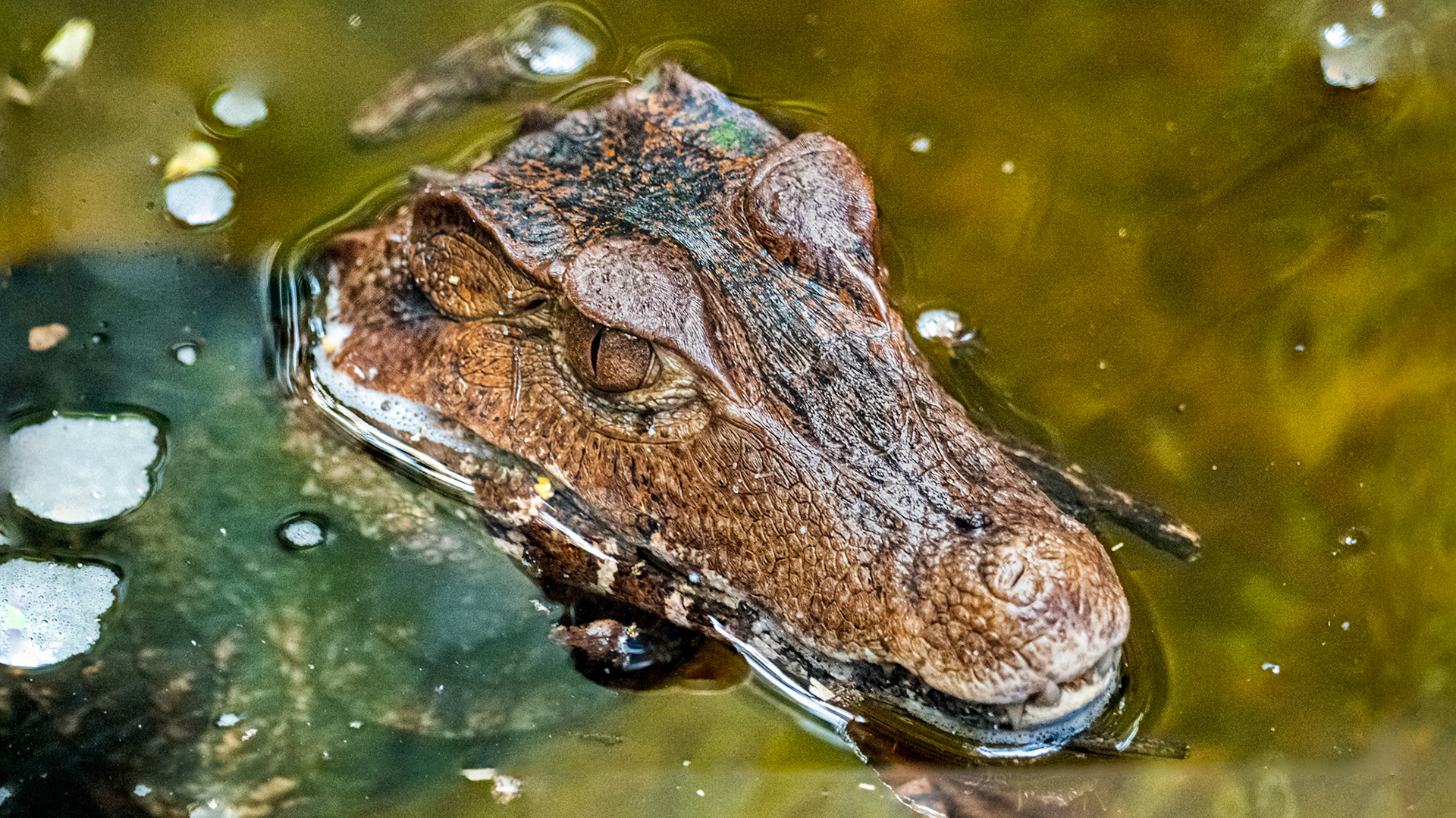 Found across much of Central and South America, the Spectacled Caiman is highly adaptable of it's surroundings. 

It can thrive in salt water as well as fresh water. Due to this adaptability the Spectacled Caiman is the most common of all crocodilian species.