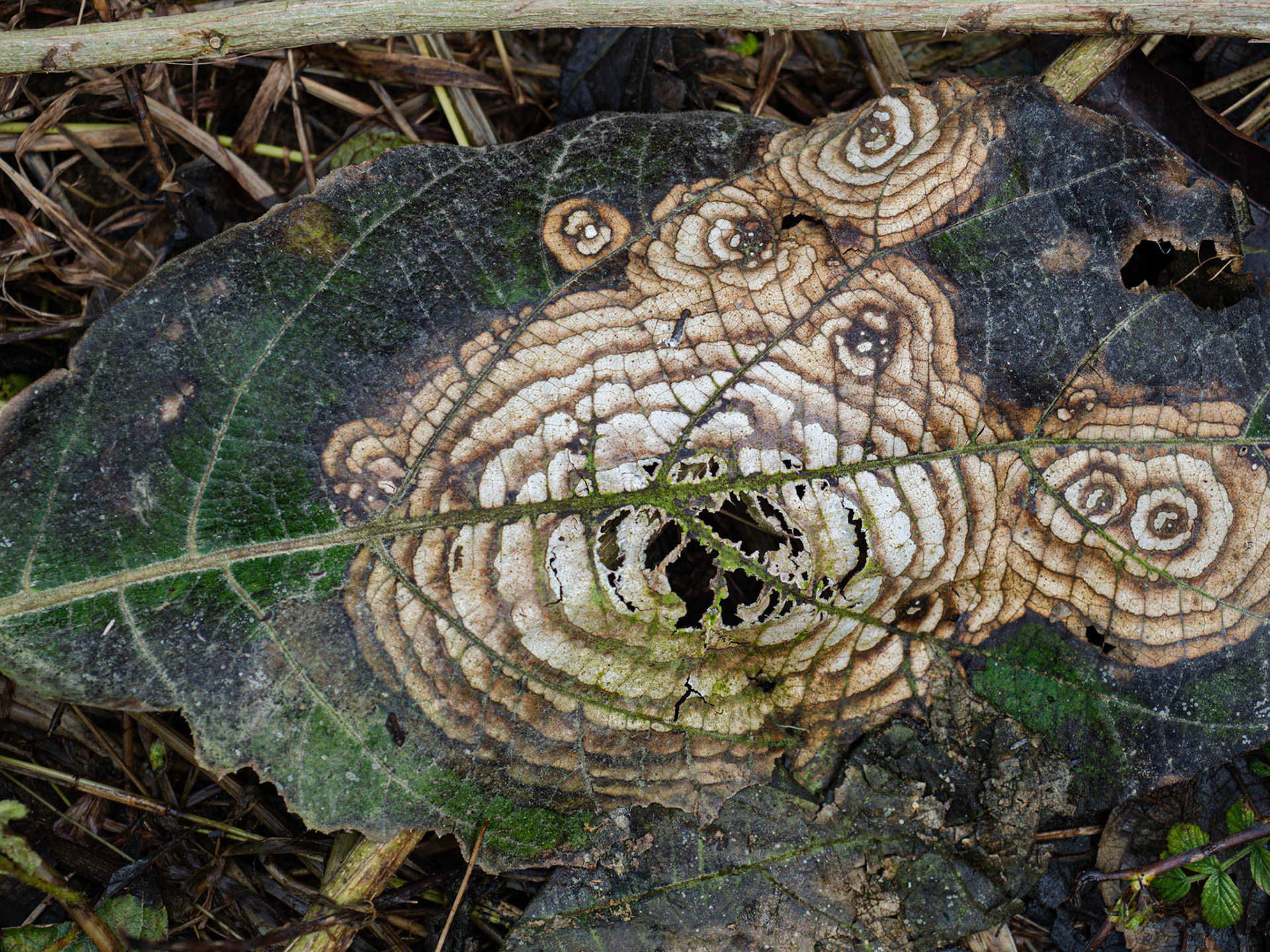 I love the patterns and textures on this leaf!