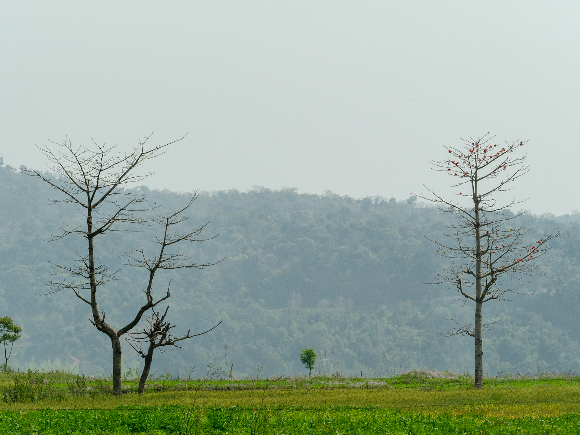 ... of trees - all in one shot!
