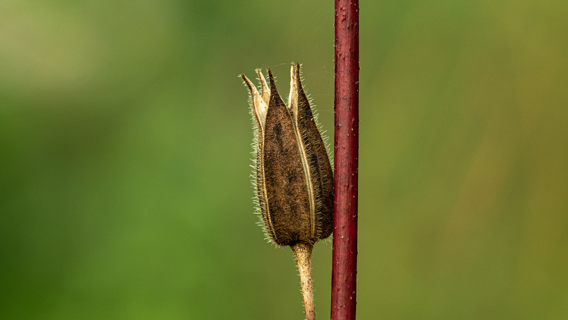 Single may be lonely, but its still possible for it to be a thing of beauty.