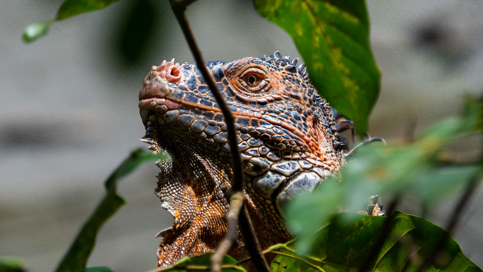 A mostly-herbivorous lizard, the Green Iguana is most commonly found in Central, South America - from Brazil and Paraguay to Mexico to as far the Caribbean Islands!