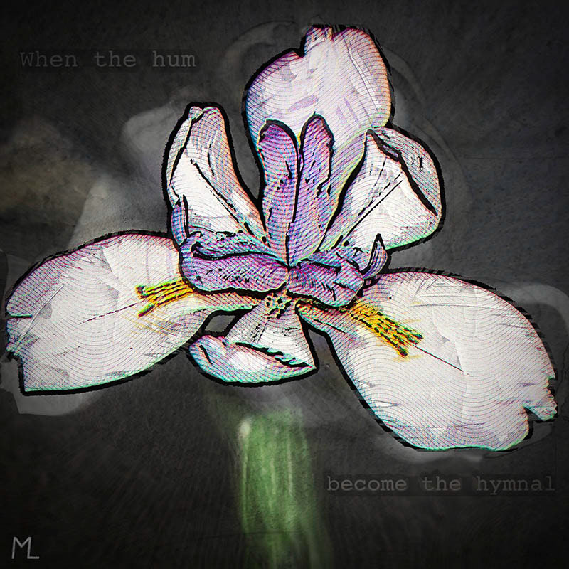 Orchid