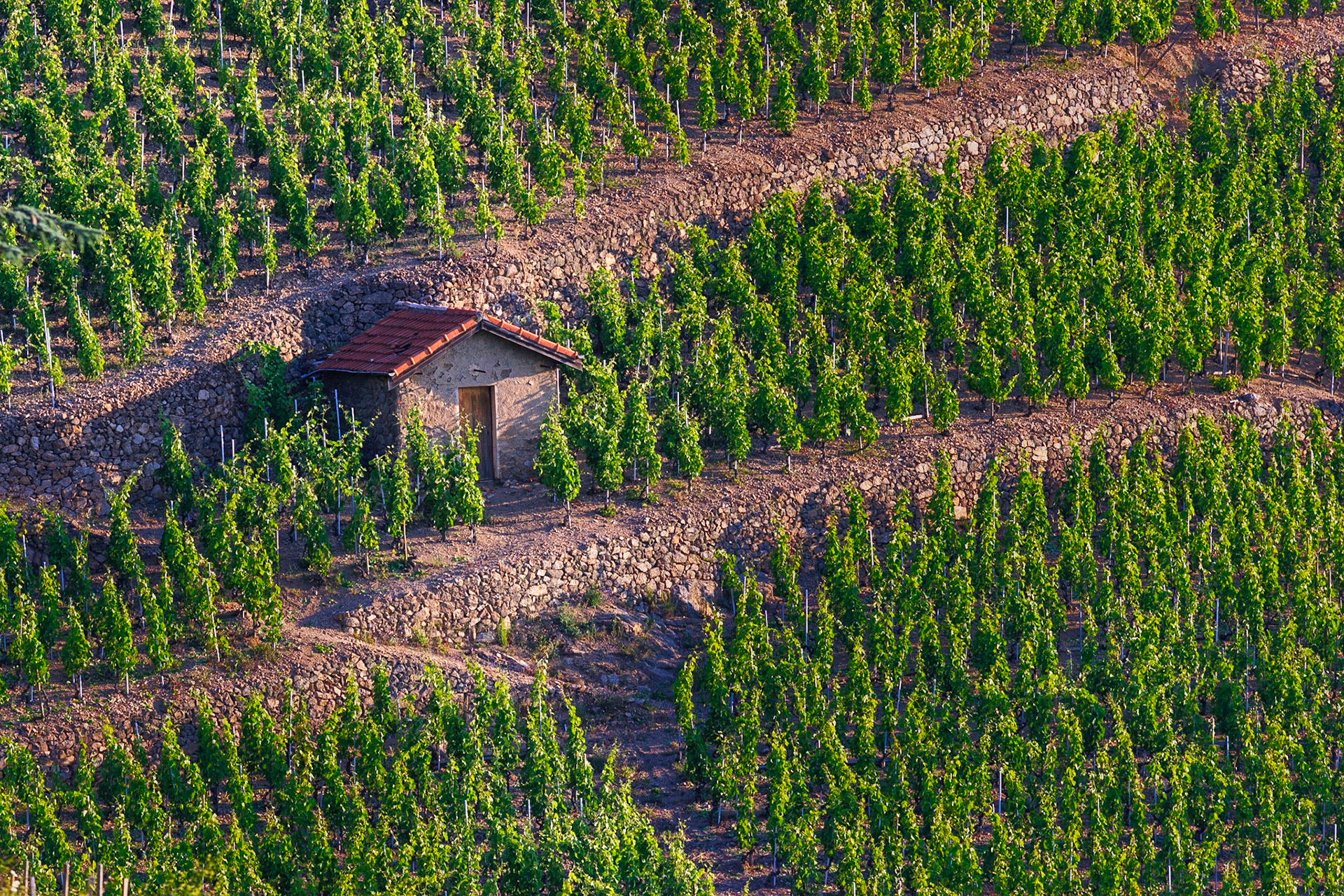 ARDECHE (07) CORNAS VINS DES CôTES DU RHôNE LE VIGNOBLE CABANON DANS LES VIGNES // FRANCE. ARDECHE (07) CORNAS WINES OF THE CôTES DU RHôNE THE VINEYARD COTTAGE IN THE VINES