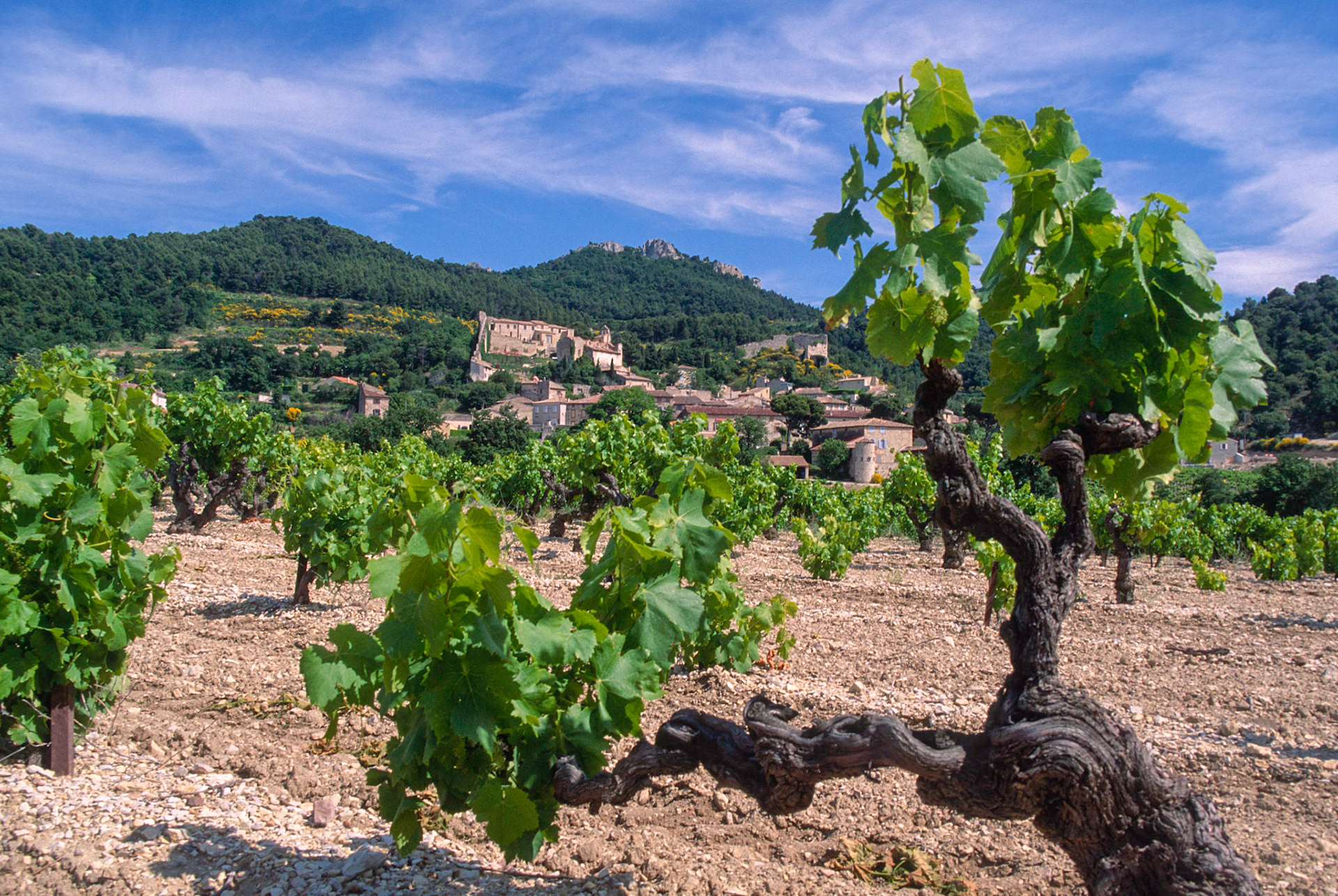 VAUCLUSE (84) GIGONDAS PAYSAGE GIGONDAS LE VIGNOBLE LE VILLAGE // FRANCE. VAUCLUSE (84) GIGONDAS PAYSAGE GIGONDAS THE VINEYARD LES DENTELLES DE MONTMIRAIL THE VILLAGE