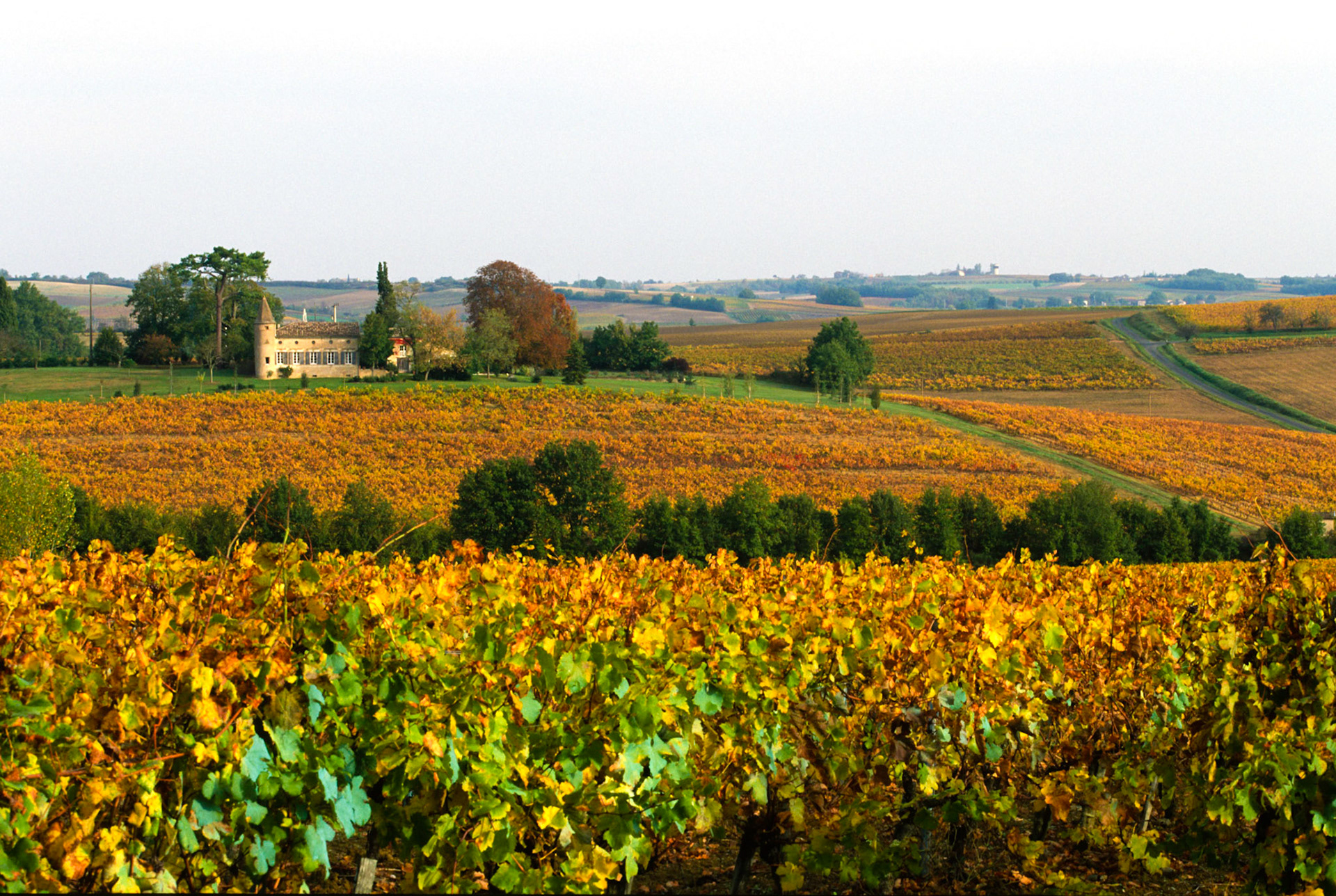 Tarn (81) Gaillac le vignoble à l'Automne // France. Tarn (81) Gaillac the vineyard in the Autumn