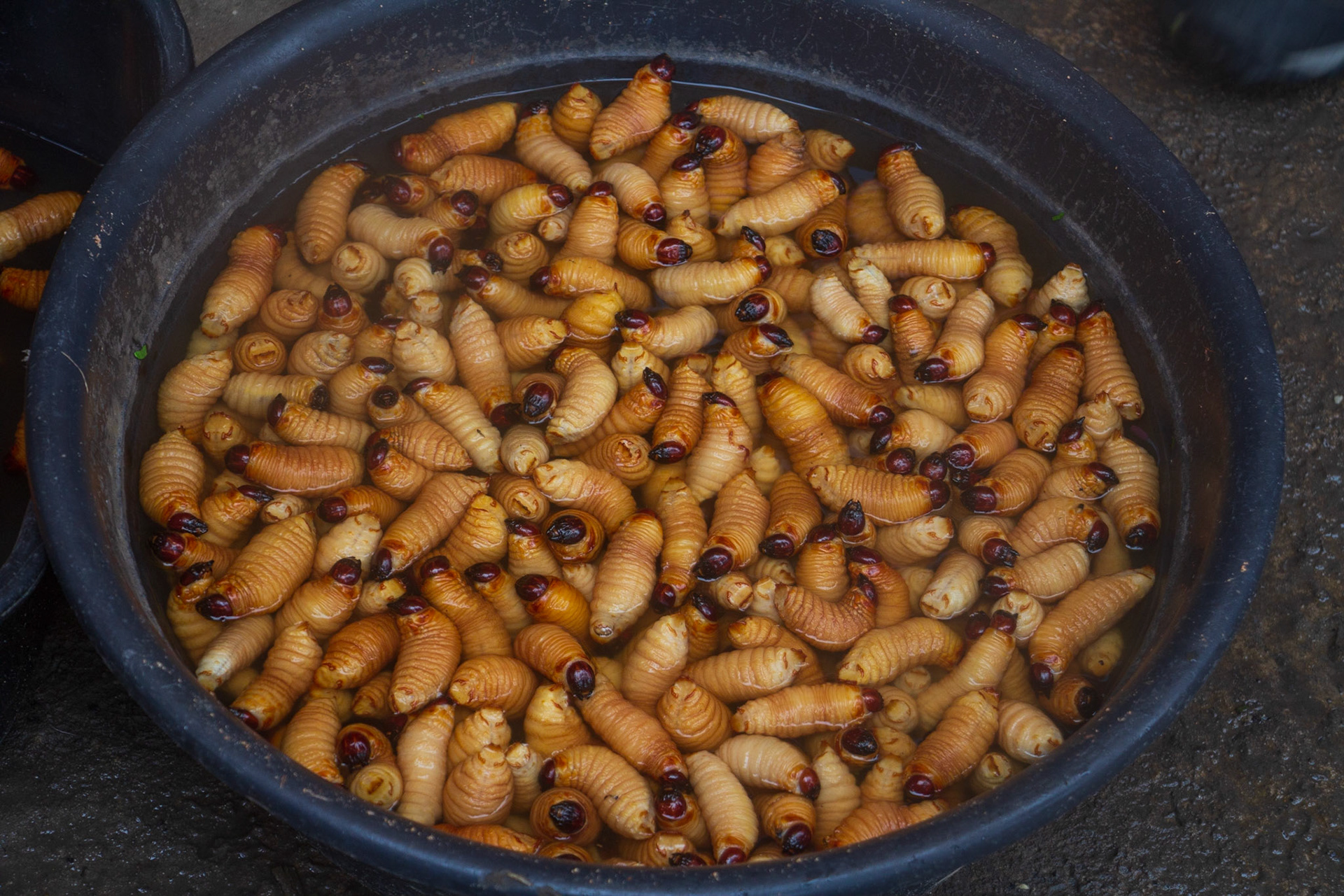 Palm grubs delicious when grilled.