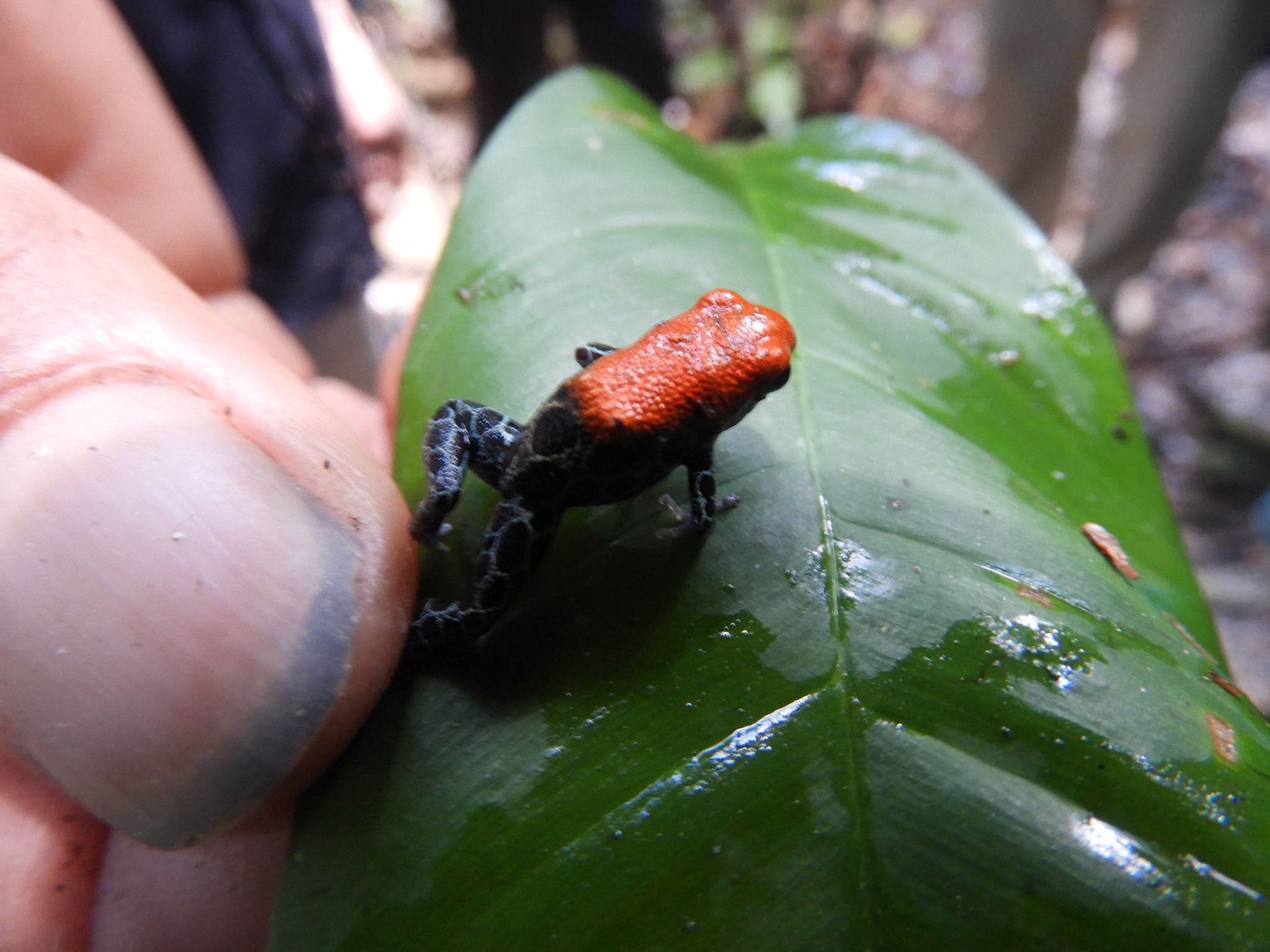 Orange-backed Poison Frog