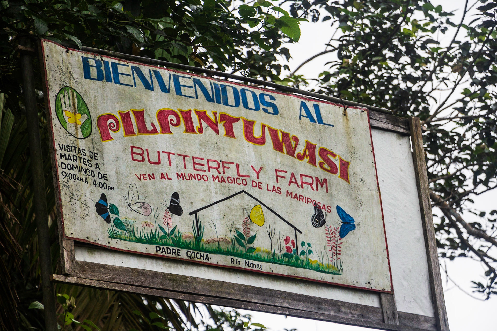 Pilpintuwasi Butterfly Farm operated by Austrian-born Gudrun Sperrer near Padre Cocha. Many "rescue animals" liberated from illegal traders are housed there.