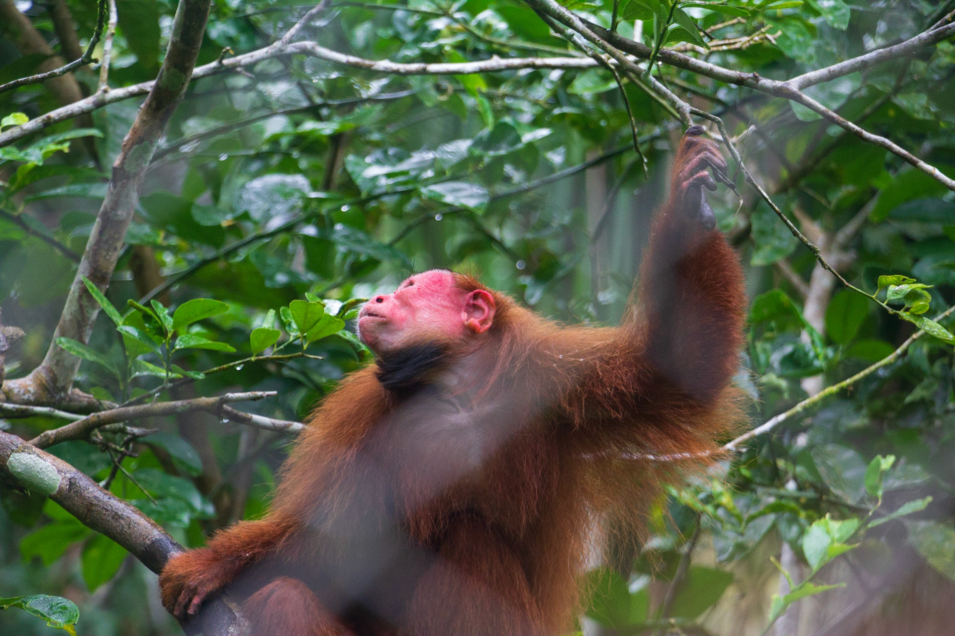 Red Uakari Monkey at Pilpintuwasi Butterfly Farm operated by Austrian-born Gudrun Sperrer near Padre Cocha. Many "rescue animals" liberated from illegal traders are housed there.