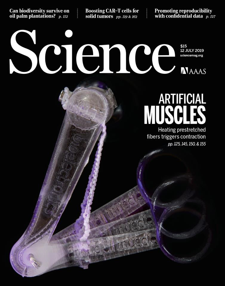 STRAIN-PROGRAMMABLE FIBER-BASED ARTIFICIAL MUSCLES