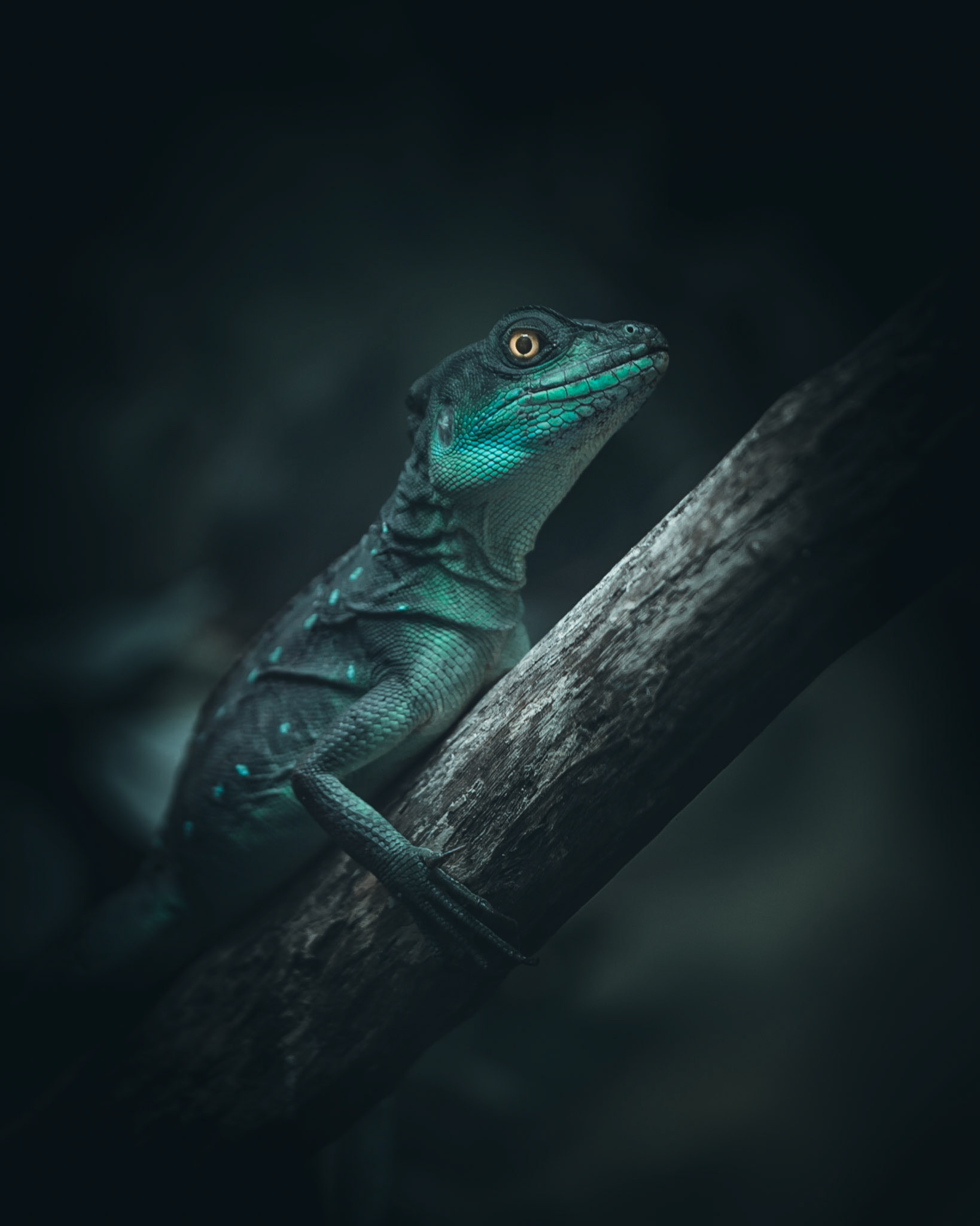 Moody Blues Collection