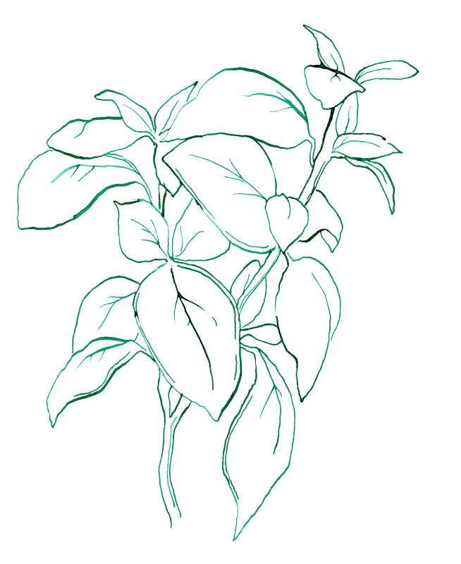 basil plant illustration