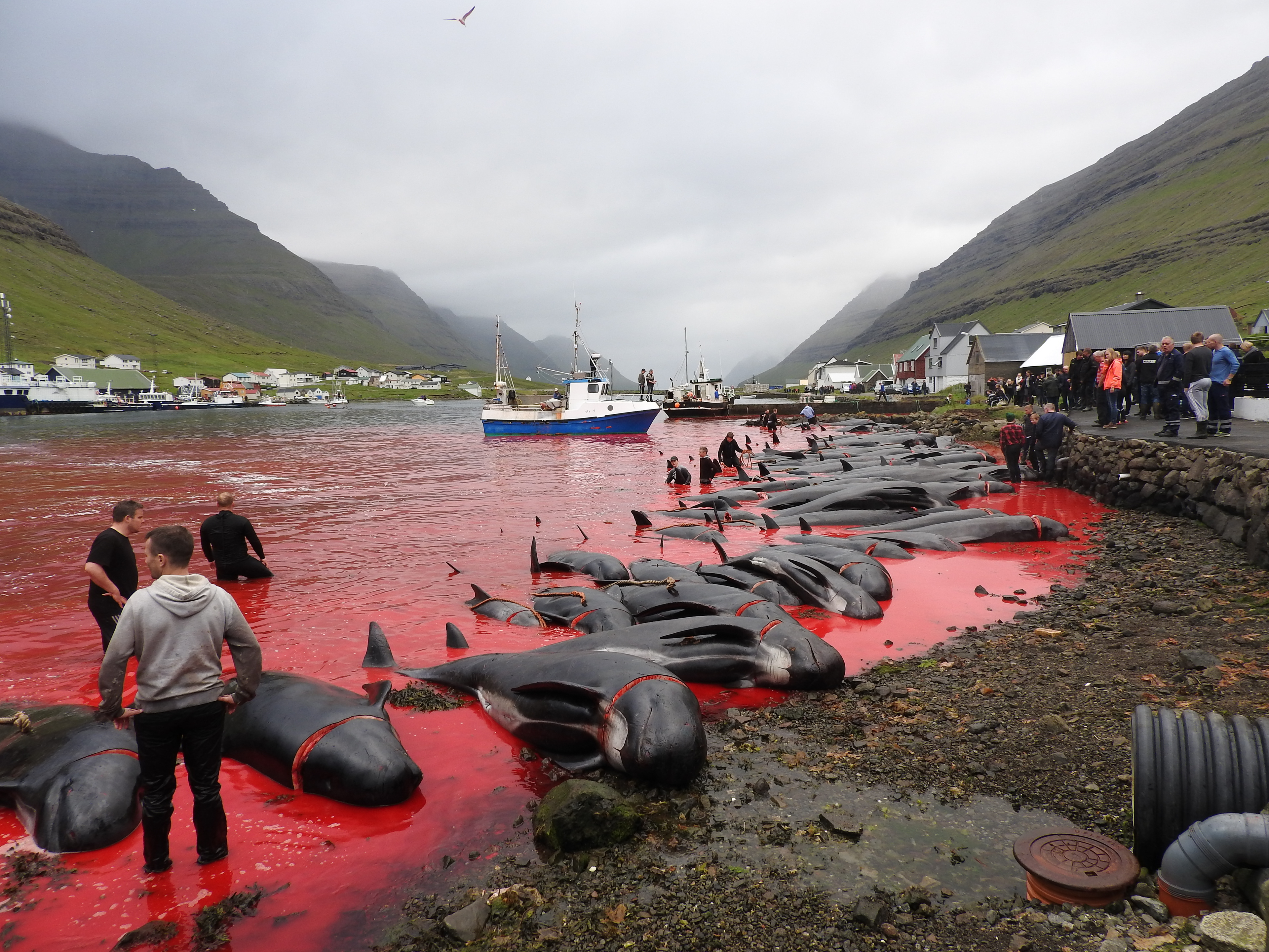 Сколько китов погибло. Фарерские острова забой дельфинов. Китобойный промысел на Фарерских островах. Фарерские острова убийство дельфинов. Фарерские острова Китобойная.