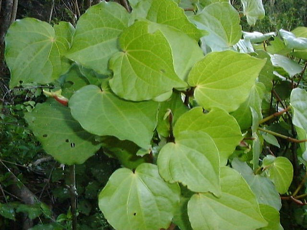 Aotea Harbour, Aotearoa-New Zealand - Kawakawa