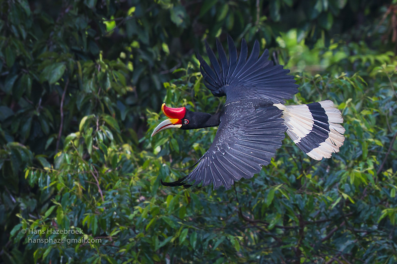 Nature Photography by Hans P. Hazebroek - Borneo Rainforest Birds in Flight