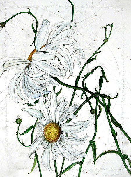 Shasta Daisy
