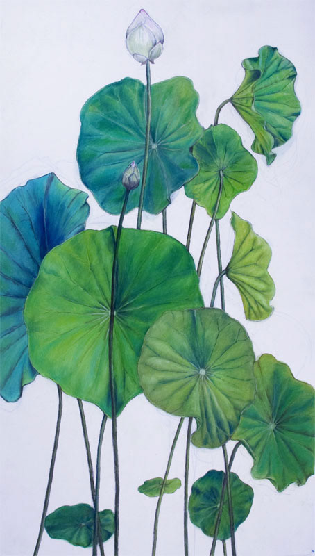July Lotus Leaves