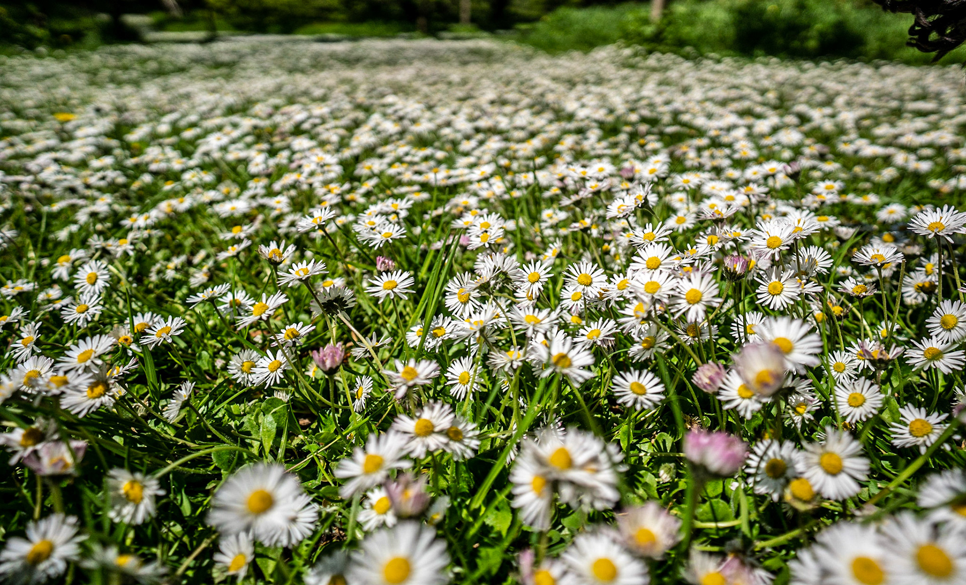 A lot of daisy's - 1min after I took this the groudsman came along with his mower and cut them all down :(