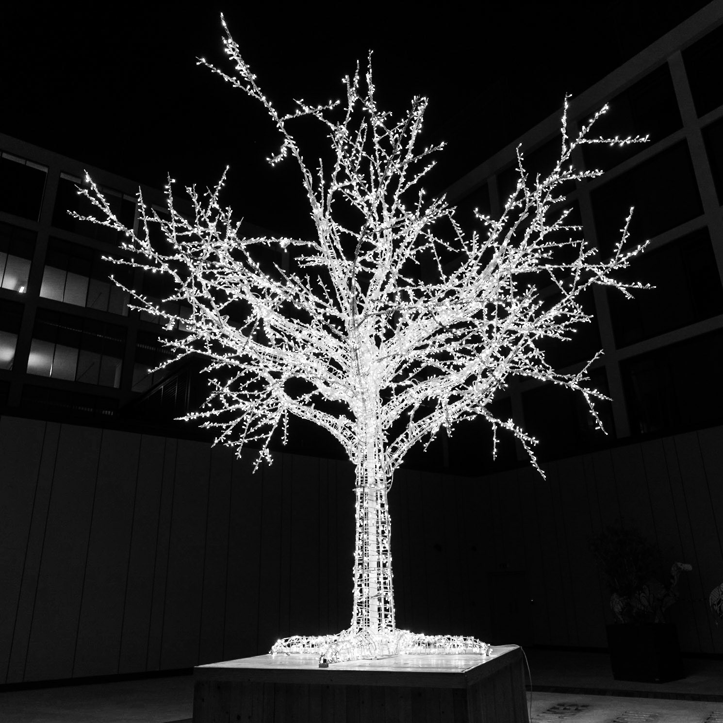 Loved this tree in the courtyard of the hotel