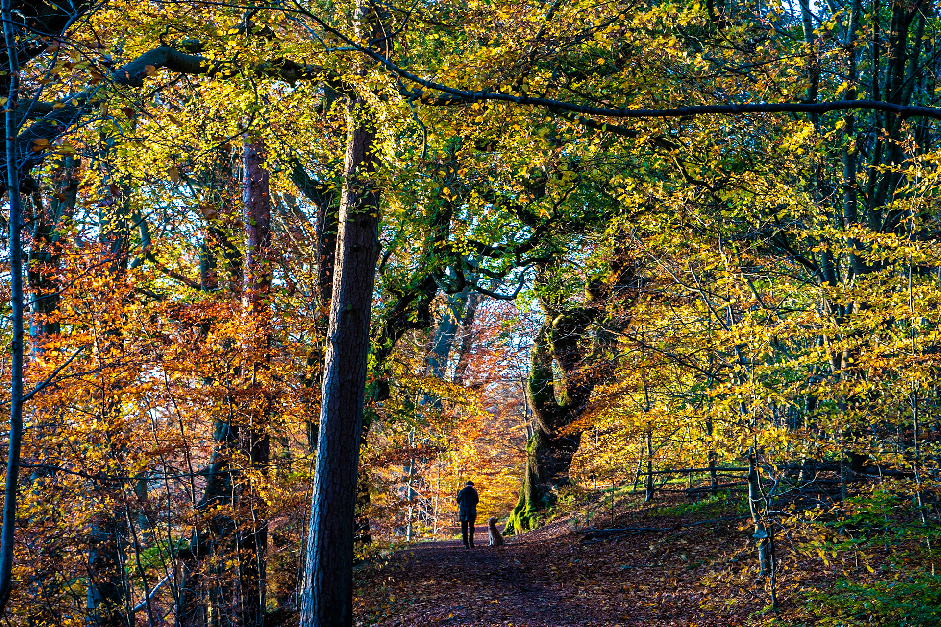 Looks like I am not the only one out dog walking today.