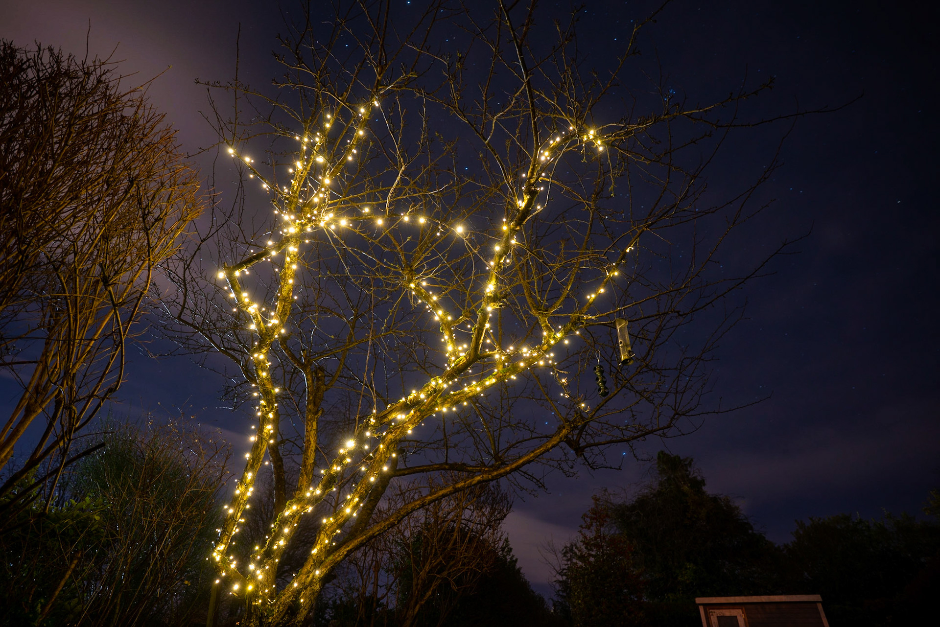We even managed to get lights on the tree outside this week1