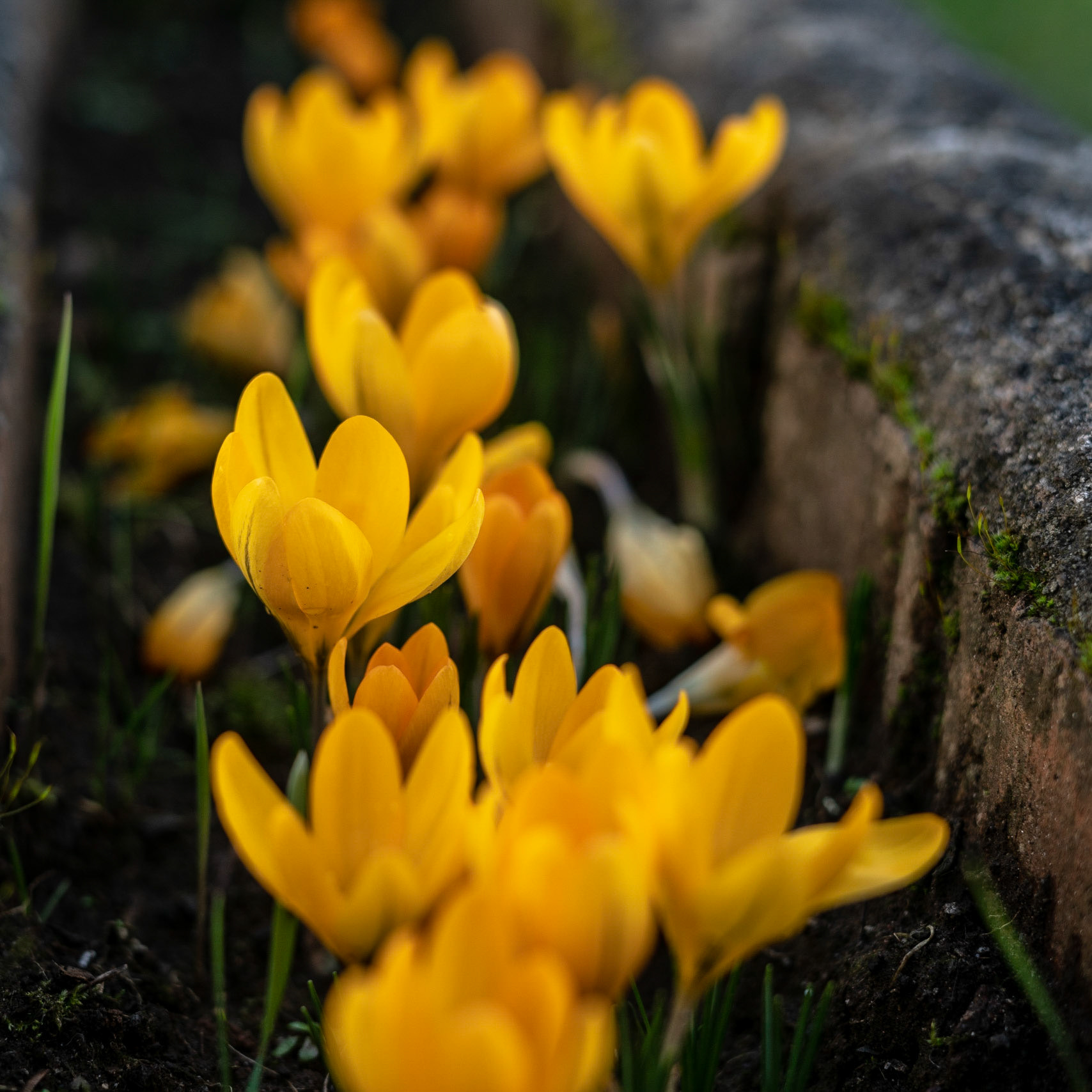 Found some winter flowers in the garden today