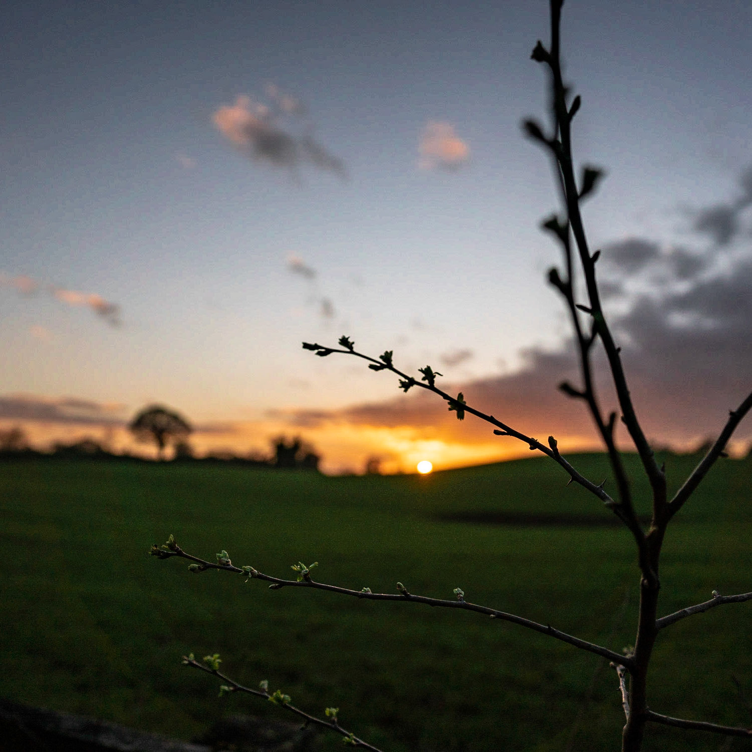 Beautiful sunset on our walk today.