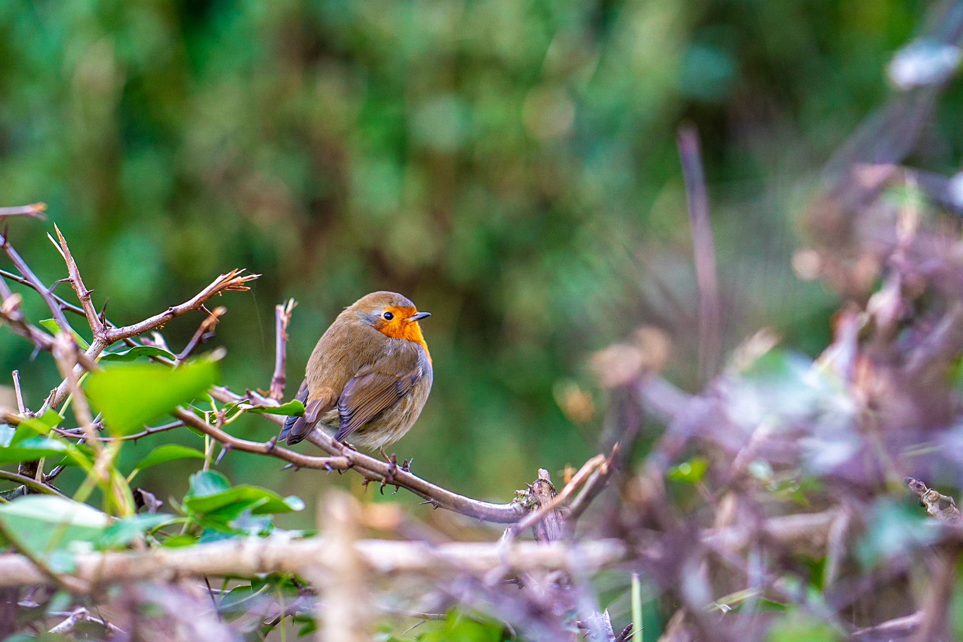 This little fella came to say hello today on our walk.