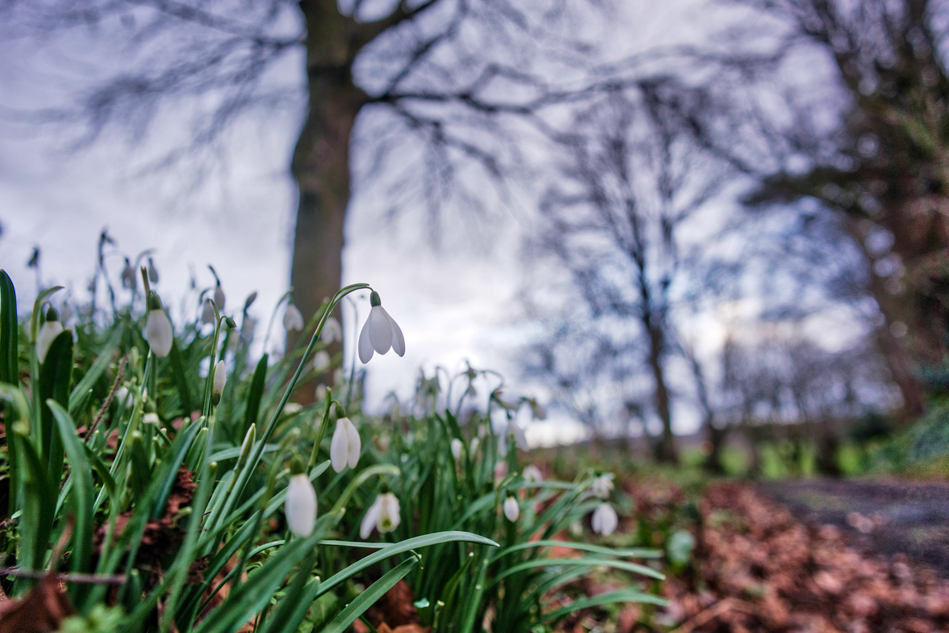 Snowdrops waving as we pass by