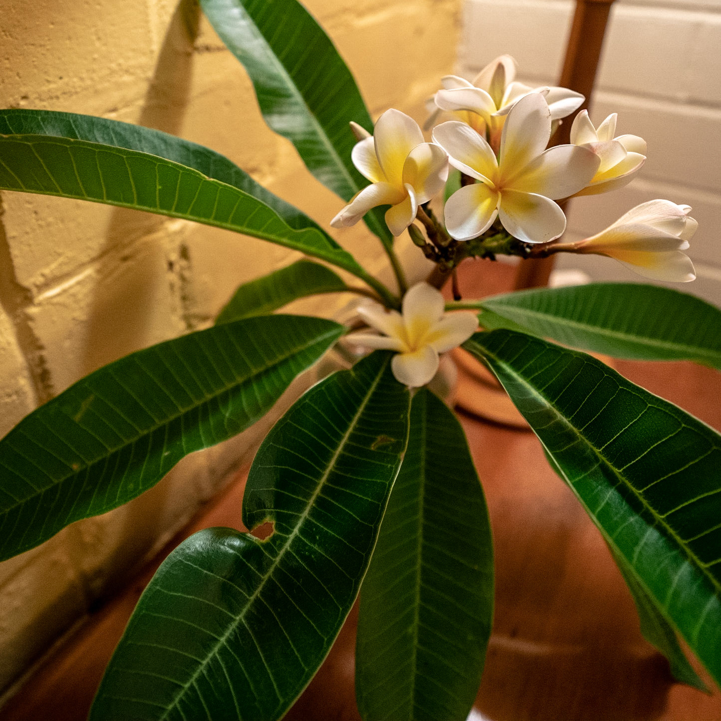 Finally landed in Sydney and got to the house. Not too many opportunities for photos, but Cathie had this lovely flower in our room.
