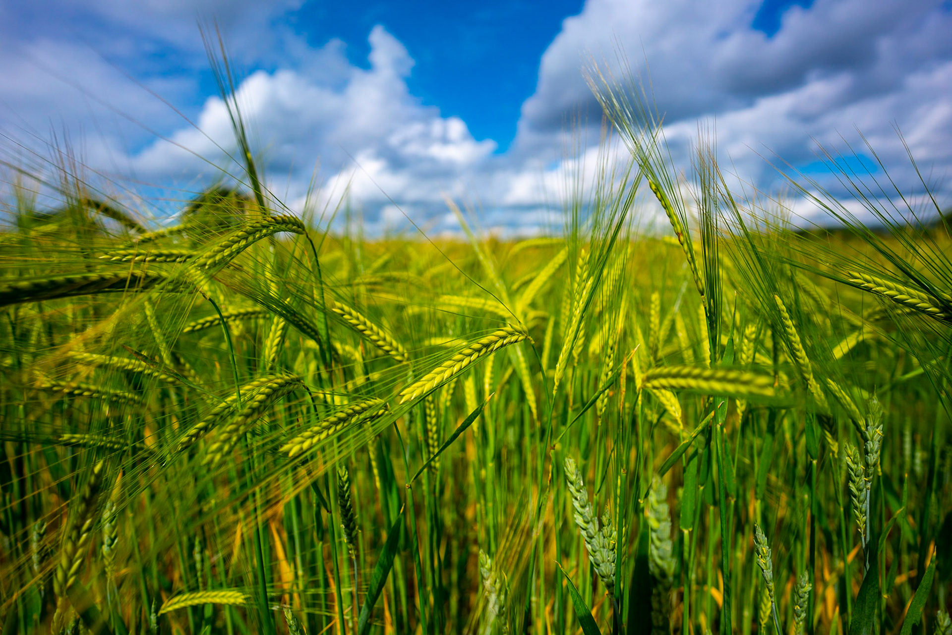The wheat is almost ripe