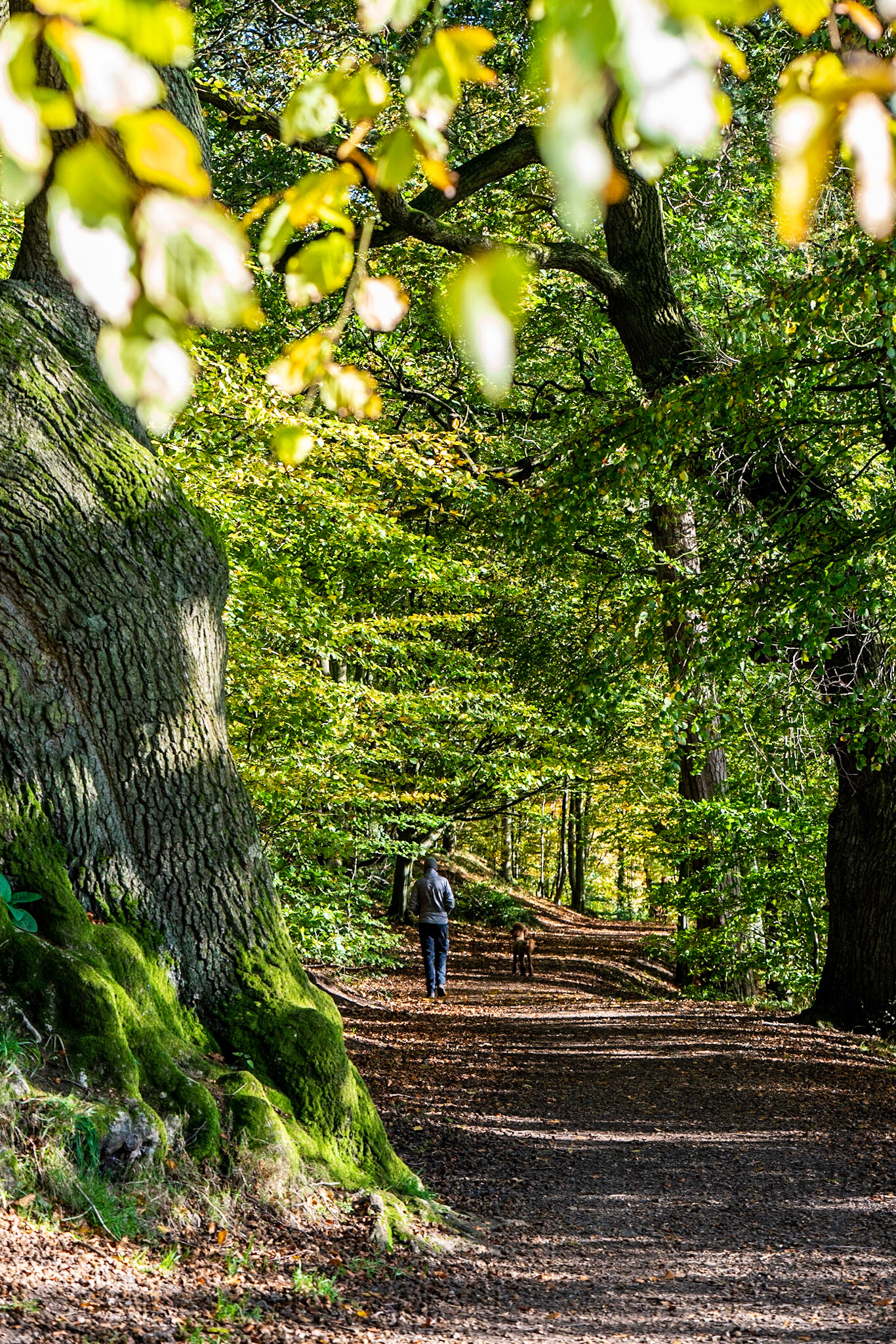 Great day for a walk