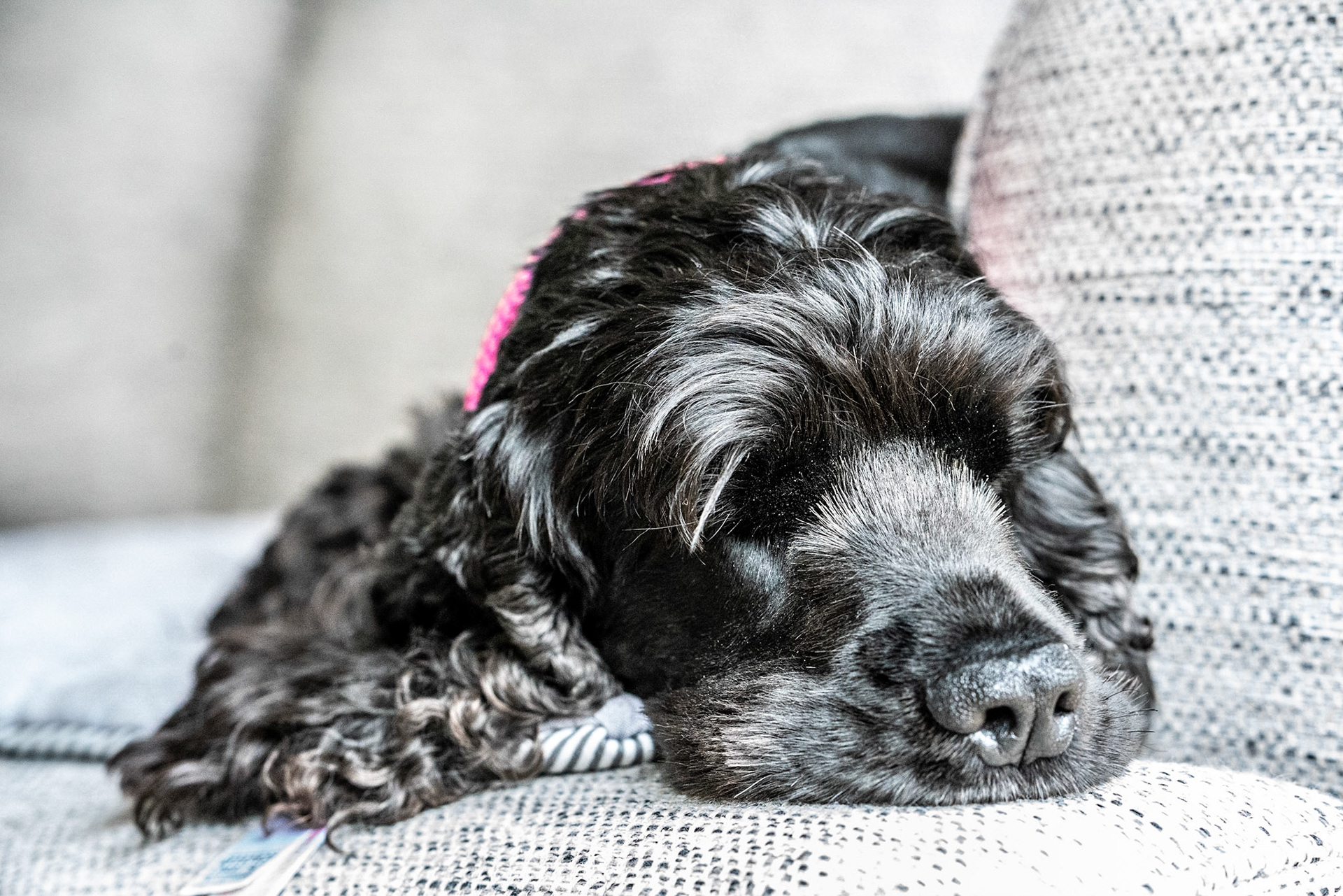 Poor dog back from the vets and feeling sorry for herself