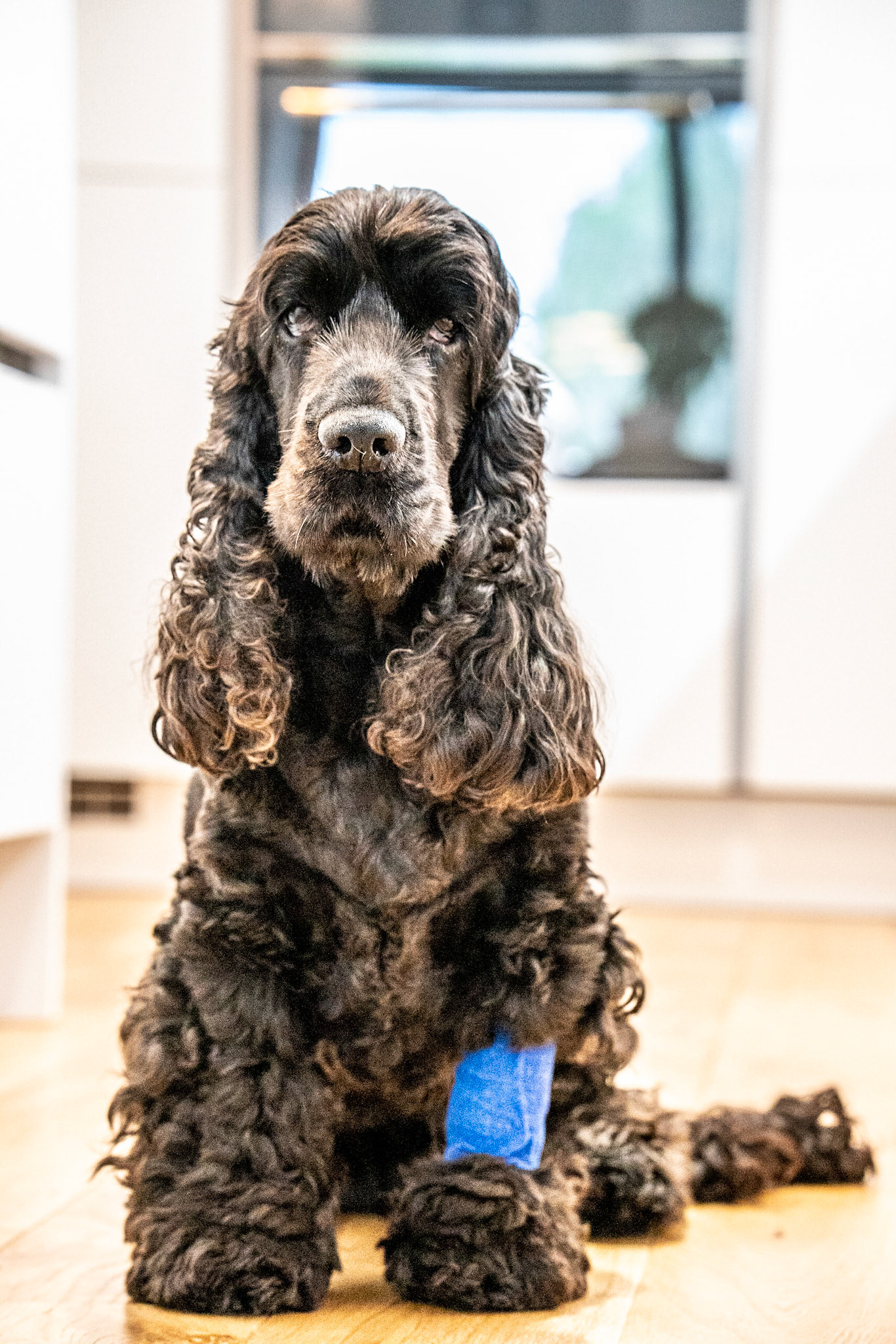 Oh dear, back from another trip to the vets