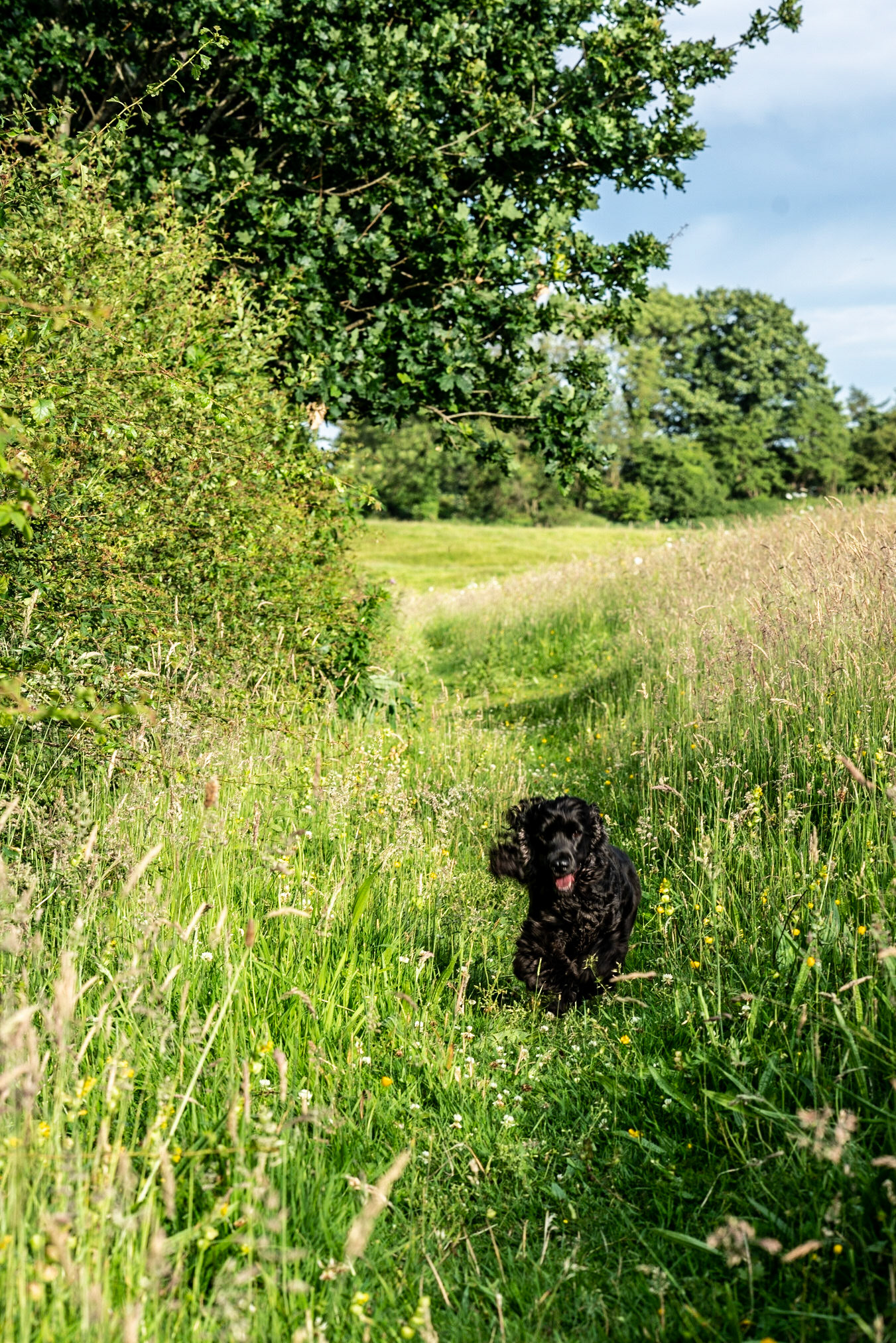Returning from  good chase of the rabbits