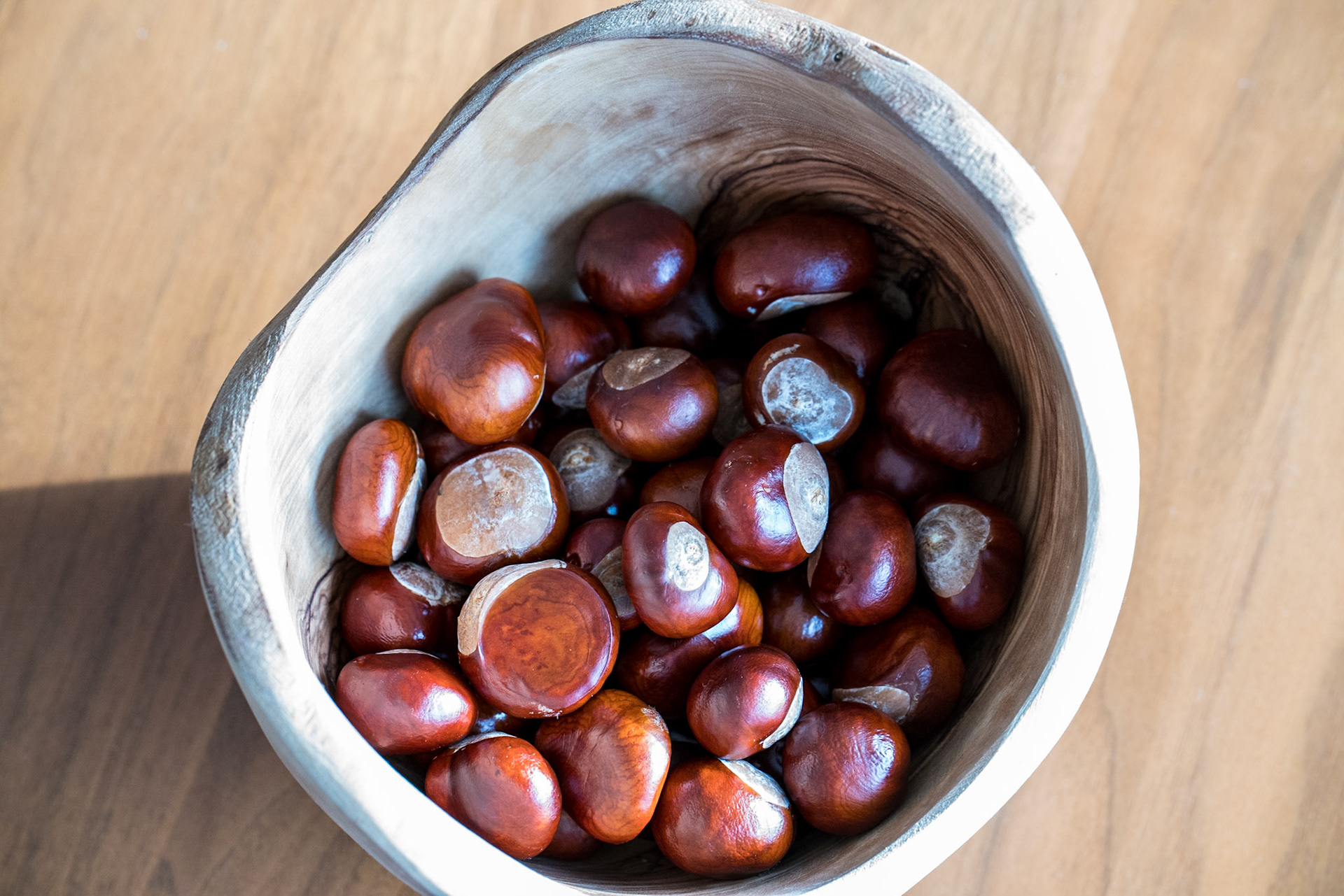 Our conker collection is growing