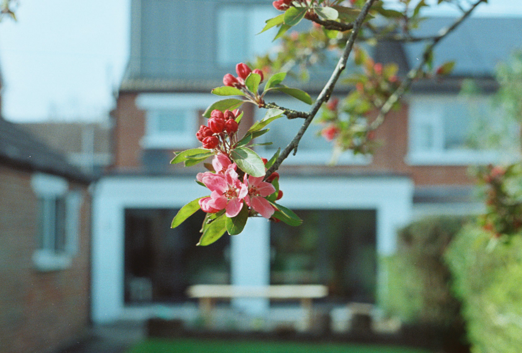 The first blossum on our cherry tree.