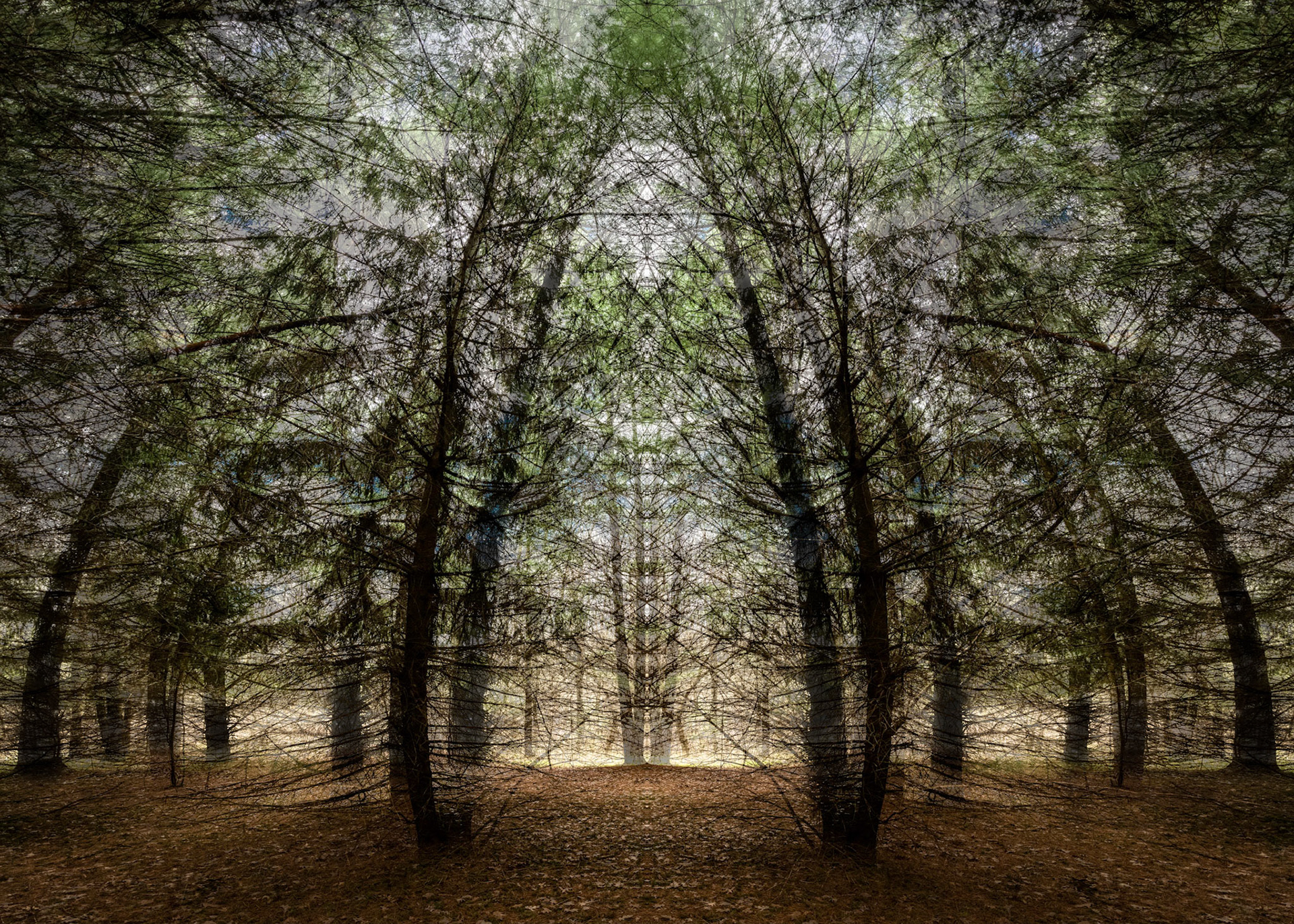 Pine Grove, Lapham Peak SP, WI  April 2021