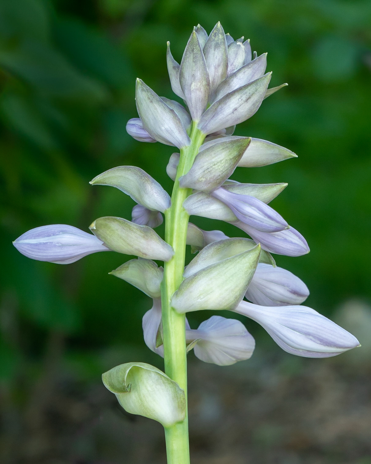 Hosta Bud  right at home, July 2020